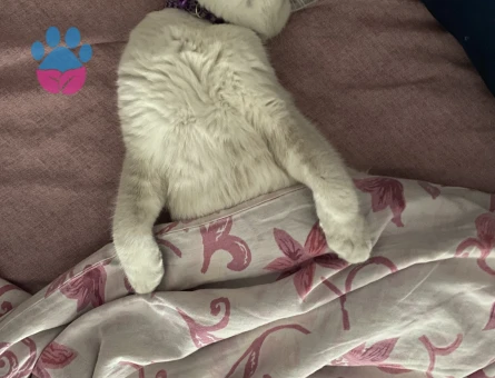 Yulafımıza British Shorthair hanımefendi arıyoruz