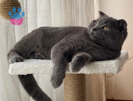 British Shorthair Kızımıza eş arıyoruz