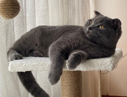 British Shorthair Kızımıza eş arıyoruz - 118981814