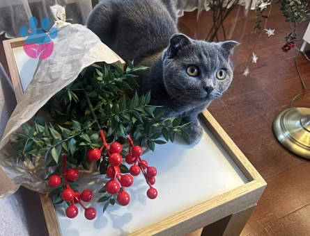 British Shorthair Kızımıza eş arıyoruz