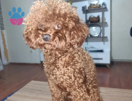 Toy Poodle 2 Yaşında Eş Arıyoruz