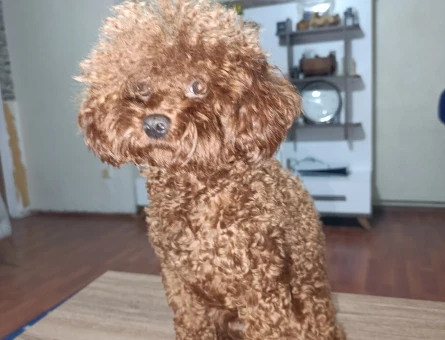 Toy Poodle 2 Yaşında Eş Arıyoruz - 118981815