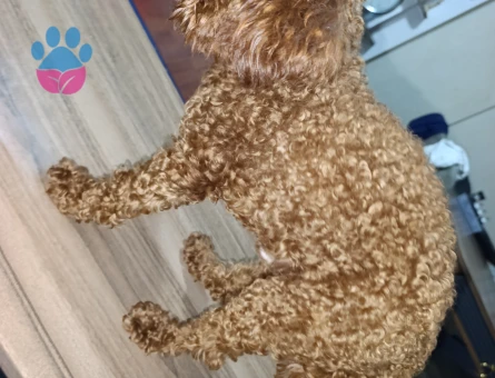 Toy Poodle 2 Yaşında Eş Arıyoruz