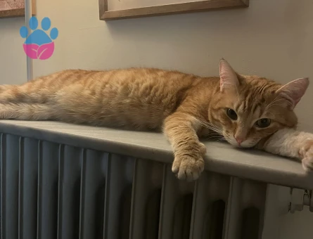 Sarman kedime eş arıyorum