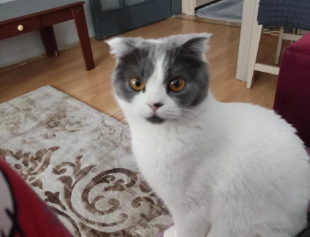 Scottish Fold 1,5 Yaşında Kedim Eş Arıyor - 118981817