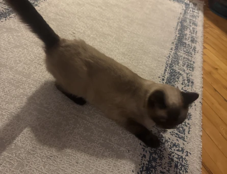 British Shorthair 1,5 Yaşında Dişi Kızgınlıkta - 118981818