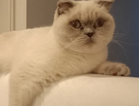 Scottish Fold Dişi Kedime Eş Arıyorum - 118962433