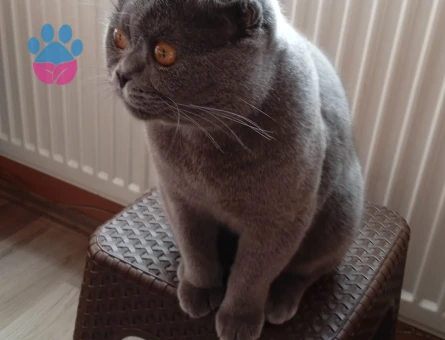 British Shorthair 9 Ayık Kedim Eş Arıyor