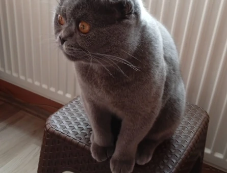 British Shorthair 9 Ayık Kedim Eş Arıyor - 118962437