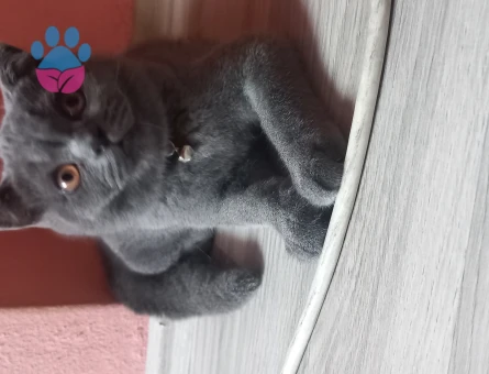 British Shorthair 9 Ayık Kedim Eş Arıyor