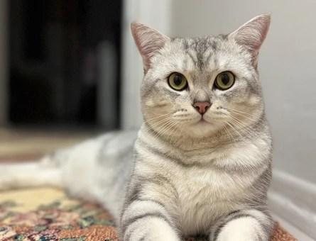 Britihs Shorthair 1 Yaşında Kedim Eş Arıyor - 118962462