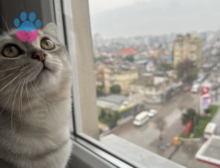 Britihs Shorthair 1 Yaşında Kedim Eş Arıyor
