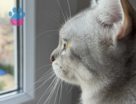 Britihs Shorthair 1 Yaşında Kedim Eş Arıyor