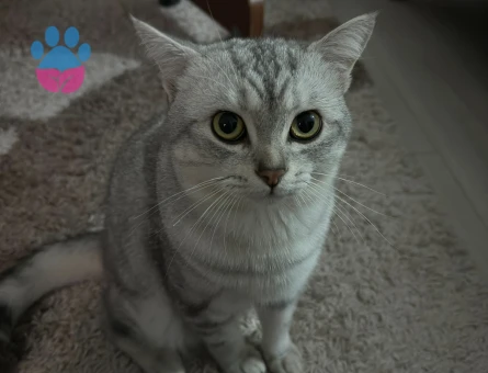 Britihs Shorthair 1 Yaşında Kedim Eş Arıyor