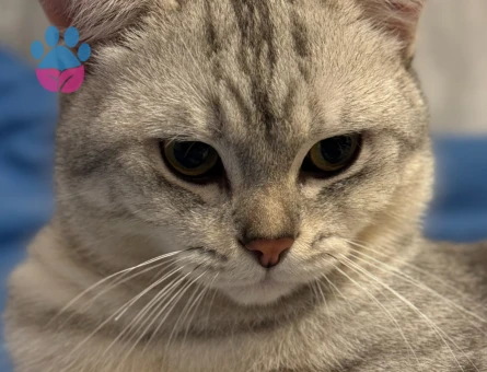 Britihs Shorthair 1 Yaşında Kedim Eş Arıyor
