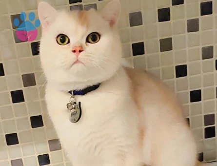 British Shorthair 2 Yaşında Oğlum Eş Arıyor