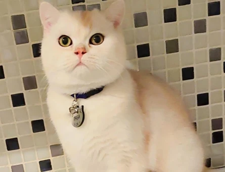 British Shorthair 2 Yaşında Oğlum Eş Arıyor - 118962485