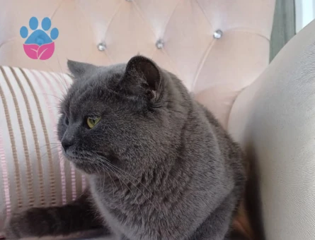 3 Yaşında Dişi British Shorthair Kedim Eş Arıyor