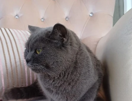 3 Yaşında Dişi British Shorthair Kedim Eş Arıyor - 118962514