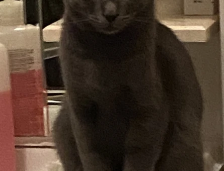 Russian Blue Kedim Eş Arıyor - 118962515