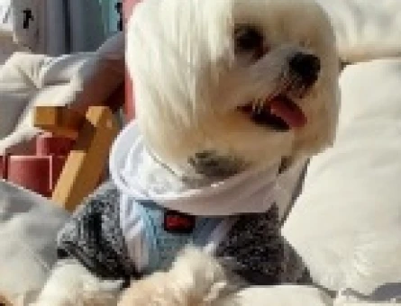 Maltese Terrier 1 Yaşında Eş Arıyor - 118962519