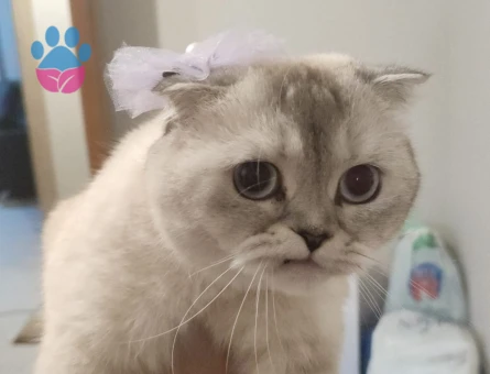 Scottish Fold Luna Eş Arıyor