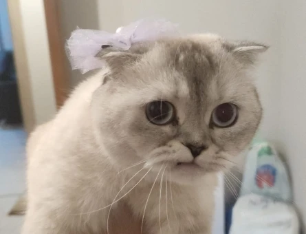Scottish Fold Luna Eş Arıyor - 118962520