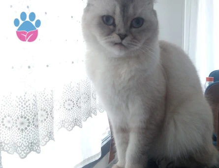 Scottish Fold Luna Eş Arıyor
