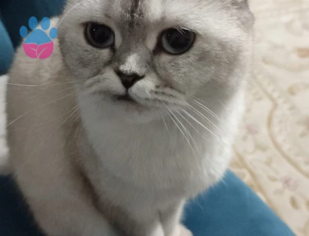 Scottish Fold Luna Eş Arıyor