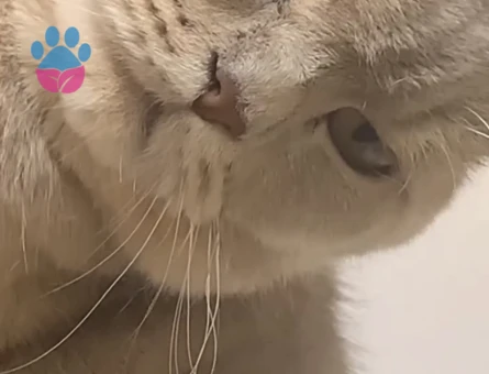 3 Yaşında British Shorthair Kedim Eş Arıyor