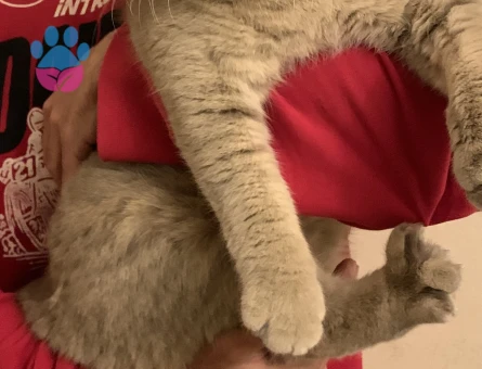 3 Yaşında British Shorthair Kedim Eş Arıyor