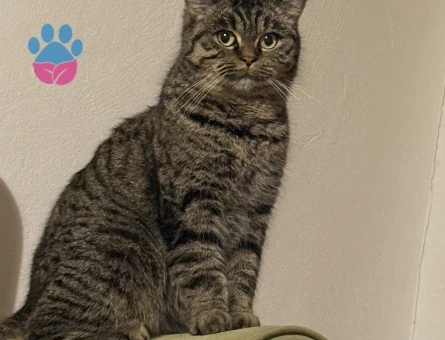 Kızımıza eş arıyoruz erkek