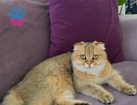 Scottish Fold Golden Shorthair Kedime Eş Arıyorum