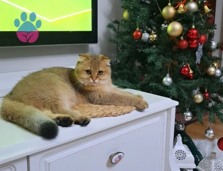 Scottish Fold Golden Shorthair Kedime Eş Arıyorum
