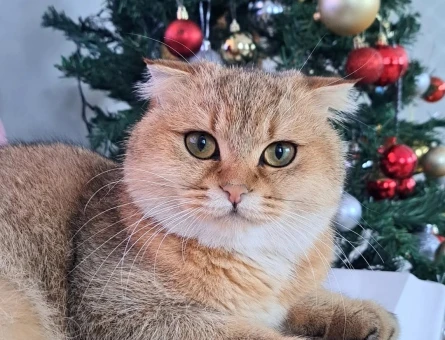 Scottish Fold Golden Shorthair Kedime Eş Arıyorum - 118975064