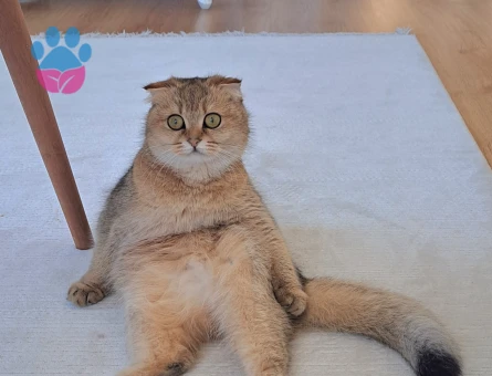 Scottish Fold Golden Shorthair Kedime Eş Arıyorum