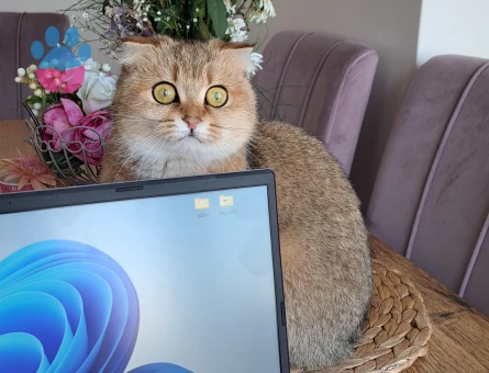 Scottish Fold Golden Shorthair Kedime Eş Arıyorum