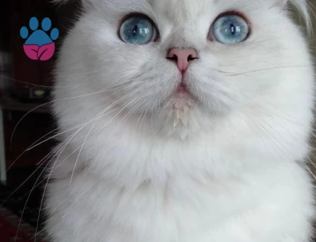 Scottish Straight kedimize eş arıyoruz