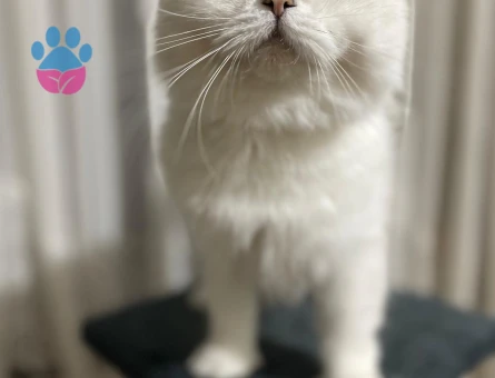 Scottish Straight kedimize eş arıyoruz