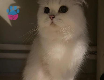 Scottish Straight kedimize eş arıyoruz