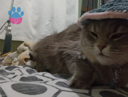 Dişi British Longhair Kedime Erkek eş arıyorum