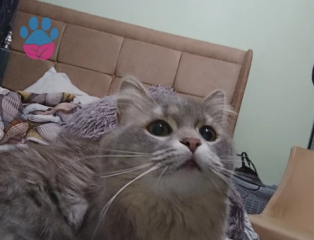Dişi British Longhair Kedime Erkek eş arıyorum