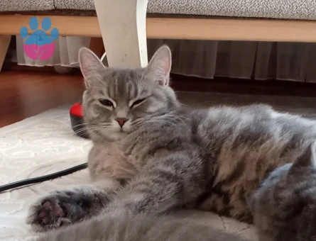 Dişi British Longhair Kedime Erkek eş arıyorum