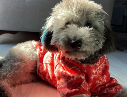 Silver poodle 9 aylık Erkek Kızgınlıkta - 118975075