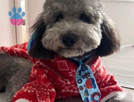 Silver poodle 9 aylık Erkek Kızgınlıkta