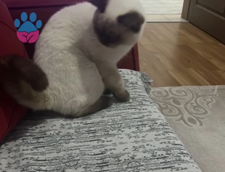 British Oğluşuma  kızçe Arıyorum