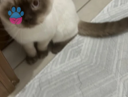 British Oğluşuma  kızçe Arıyorum