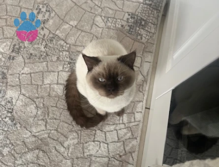 British Oğluşuma  kızçe Arıyorum