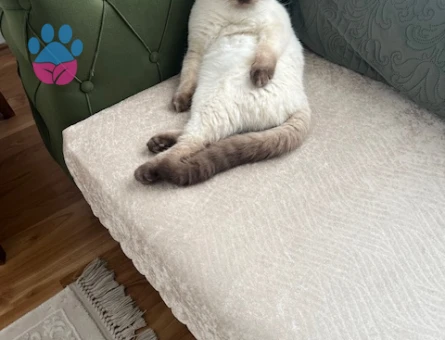 British Oğluşuma  kızçe Arıyorum