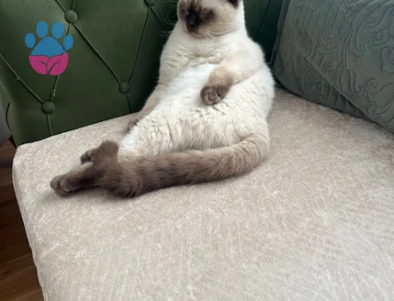 British Oğluşuma  kızçe Arıyorum